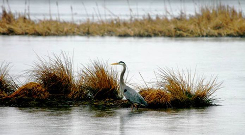 Great blue heron on the Annapolis  Basin Marsh, Annapolis Royal, Nova Scotia.: Photograph by Katie McLean for the Clean Annapolis River Project